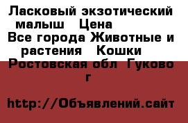 Ласковый экзотический малыш › Цена ­ 25 000 - Все города Животные и растения » Кошки   . Ростовская обл.,Гуково г.